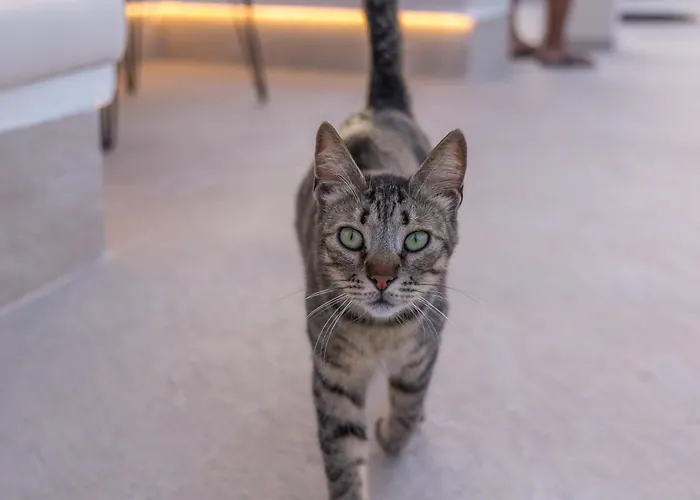 Eva By Milos Concierge